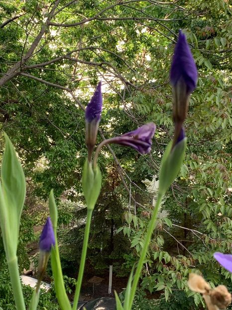 71A727B8-E704-44E4-B7F3-0A504B7DD572 - FLORILE MELE 2019