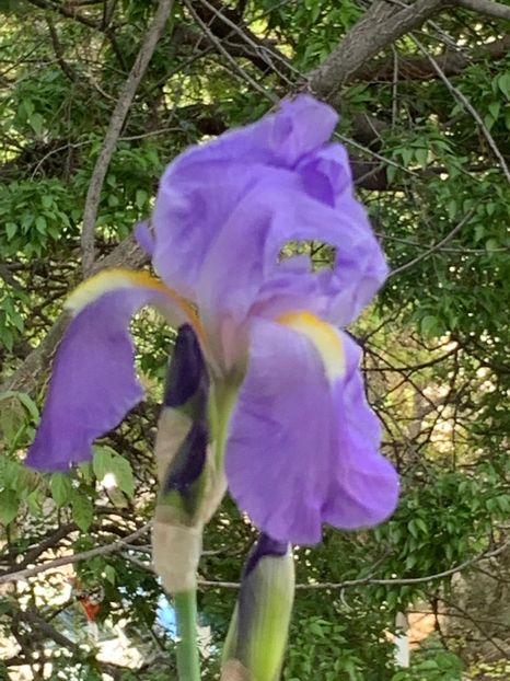 25B153E2-B1D4-45C5-8E28-8487983C6E73 - FLORILE MELE 2019