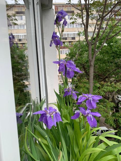 F1EEE95D-B628-40FF-BD72-B4B2A2386576 - FLORILE MELE 2019