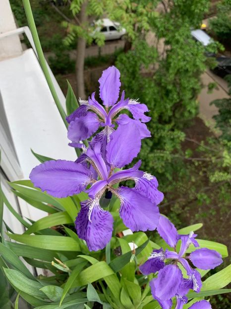 38B2A96B-7ECE-46DD-9969-5DAEEF7F7E2C - FLORILE MELE 2019