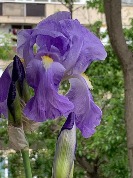 C9734AFC-E8A7-4F3A-84A0-55CE49A00D05 - FLORILE MELE 2019