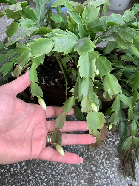 2915FEBF-F042-467F-8A8E-76198D489A7D - FLORILE MELE 2019