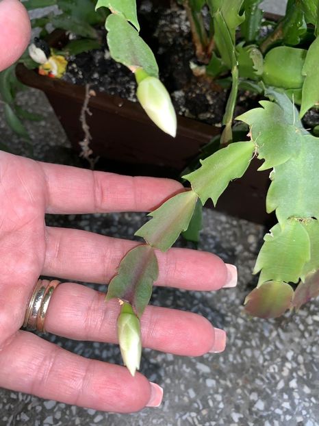 39C87EAA-8A1A-42A5-A92C-A8CF493AB9DA - FLORILE MELE 2019