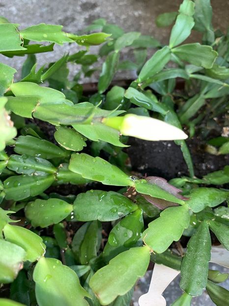 E423199A-10EE-4A29-958B-B524A965730D - FLORILE MELE 2019