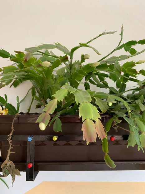 3693E716-ACC3-4611-8CD9-B710820849AF - FLORILE MELE 2019