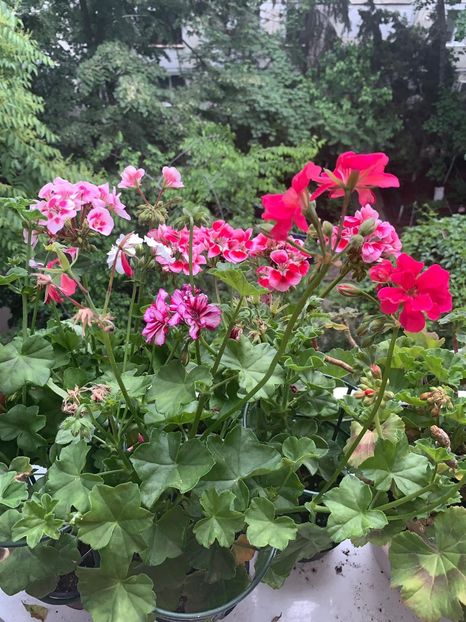 EEAF6A14-D4D1-4DED-8BDB-F7AF6F5C4975 - FLORILE MELE 2019