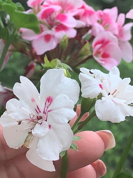 0812836C-D367-42D3-8E75-E536ECBCEAED - FLORILE MELE 2019