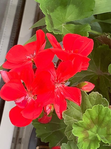 BC2DADB2-926C-468C-B4F2-6A049C52CF0B - FLORILE MELE 2019