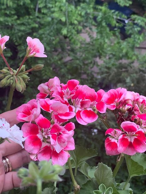 3F2381C6-0F30-40F5-B55F-E2C1C6807F57 - FLORILE MELE 2019