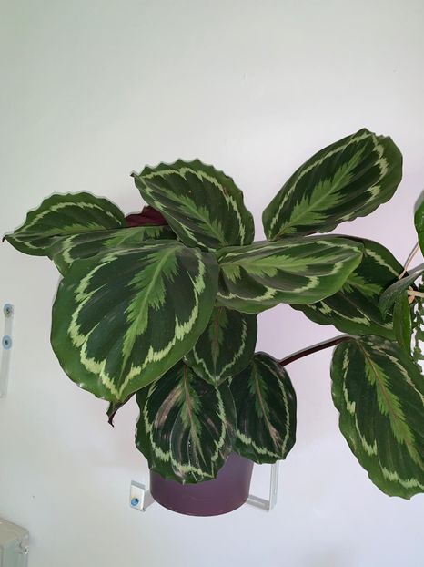 122C75EF-87CB-425C-ADC7-D175B7788FEE - FLORILE MELE 2019