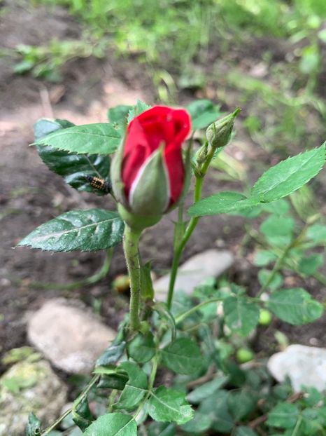 1C5D4F21-2871-4C78-9E73-3DE8B1833E27 - FLORILE MELE 2019