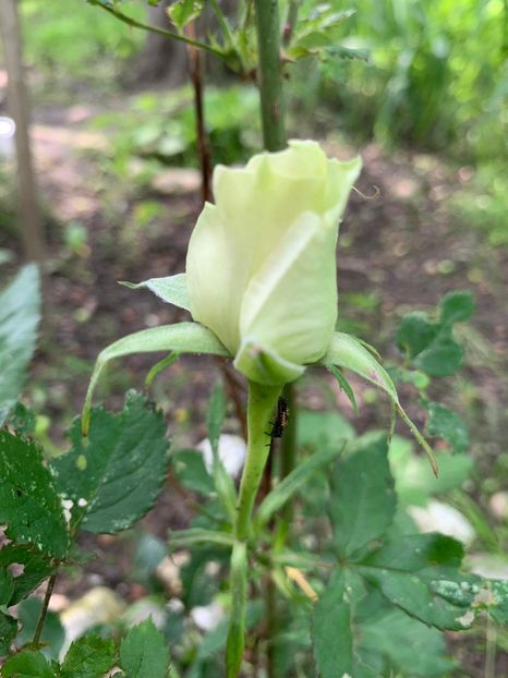 F3D8E4FE-E49D-4836-AA9F-03E0F70EDC81 - FLORILE MELE 2019
