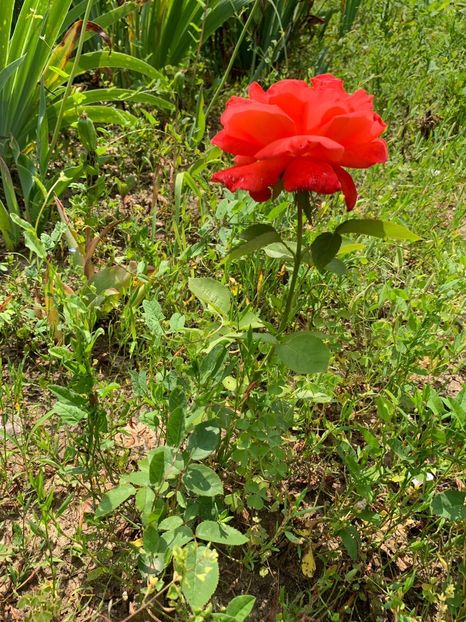 56A0D5B4-E7D7-4998-B393-1AB195B70074 - FLORILE MELE 2019