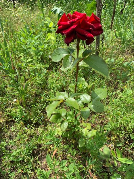 3FBF2427-05A7-4F8D-84BD-06D8161C66BC - FLORILE MELE 2019
