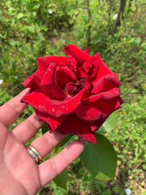 5236C23F-273A-43FF-9413-A71E0E7E757C - FLORILE MELE 2019