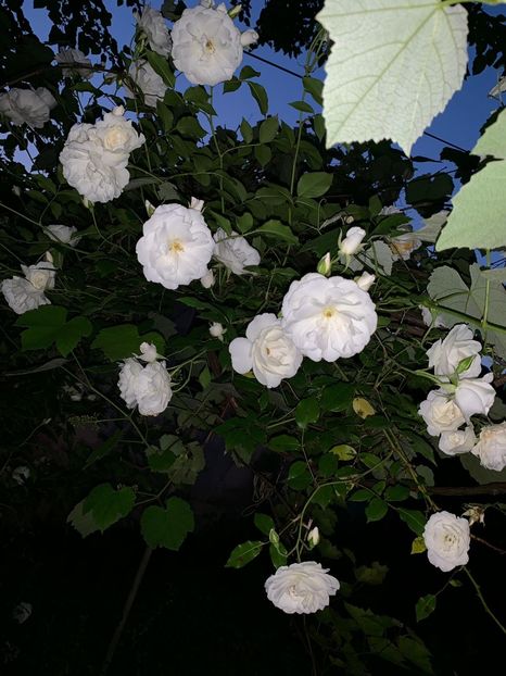 C051F000-0A6F-4094-B221-40C45E1193C2 - FLORILE MELE 2019