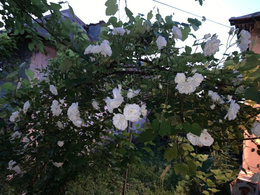 A7607F1F-8C91-4CCE-BBD3-44D887290EA2 - FLORILE MELE 2019