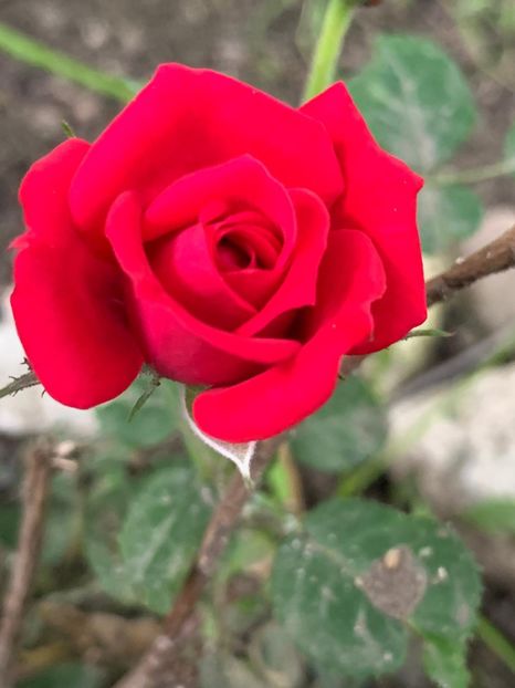 A7121811-C5BB-490F-8AB9-0F4DA918133E - FLORILE MELE 2019