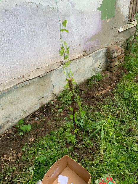 049350E6-88A0-4AFF-B4B5-D90DFECCA96C - FLORILE MELE 2019