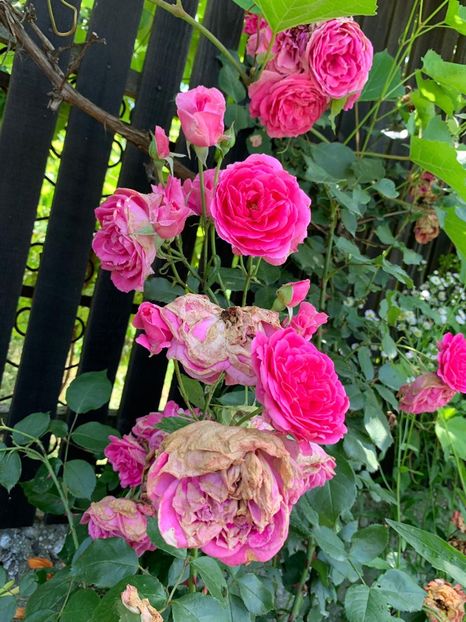 6A9C345A-6033-443B-85A1-A5920473C648 - FLORILE MELE 2019