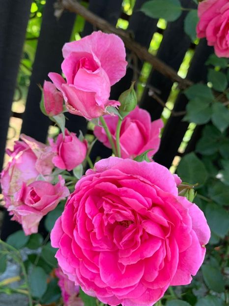 92550E68-D646-41B8-AB58-ACC63AB6A5AF - FLORILE MELE 2019