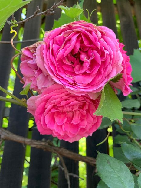 67C3BFE3-162A-4E3D-A17E-4B46C0F8D8CF - FLORILE MELE 2019