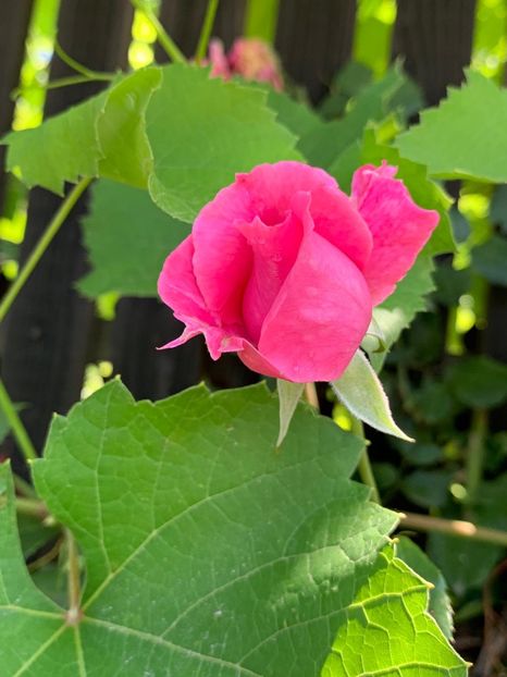 F00A265F-CC19-42FE-9C74-0C3F7949F411 - FLORILE MELE 2019