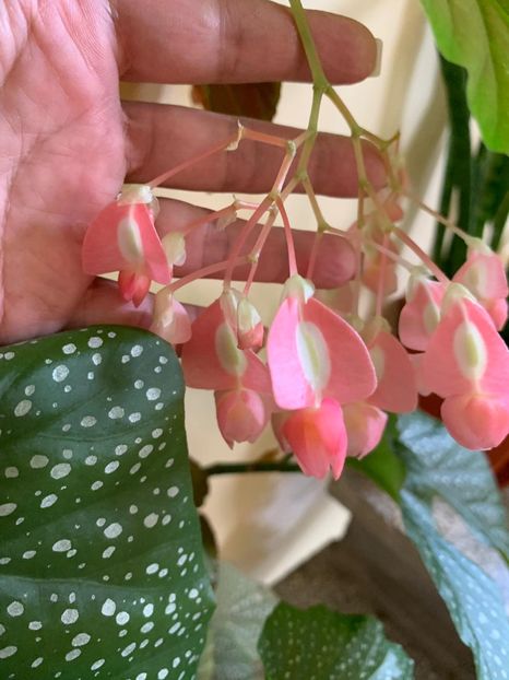 4FA7430B-87F0-4E0E-90E0-C357E8B09A63 - FLORILE MELE 2019