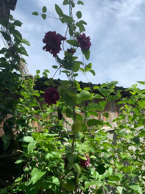 B6E1CBD9-9271-4FC7-BD2A-3259281946 - FLORILE MELE 2019