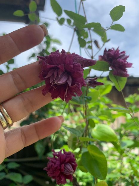 42CC8AFF-A42E-403F-A23E-B1E485825A80 - FLORILE MELE 2019