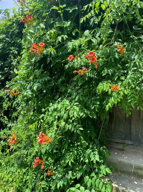 E8536681-ACFC-4AB0-B90F-8A183A317432 - FLORILE MELE 2019