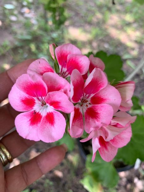 62AC5AC4-C9D6-464C-A29D-ED7D0F289734 - FLORILE MELE 2019