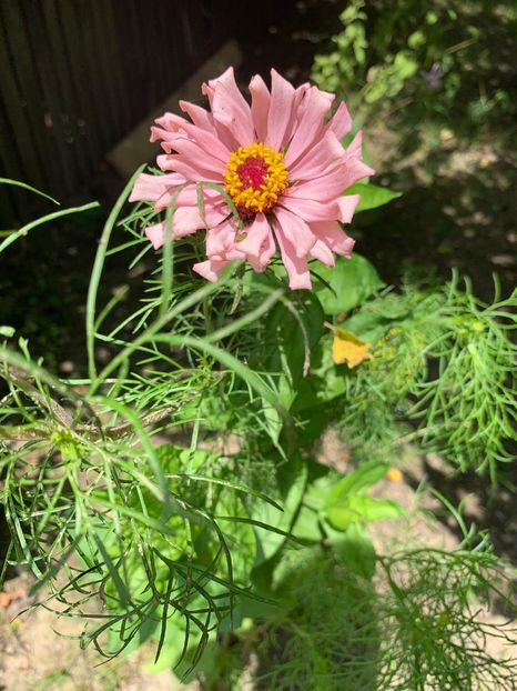41334BF1-2774-42AB-BD6E-978418E48A60 - FLORILE MELE 2019