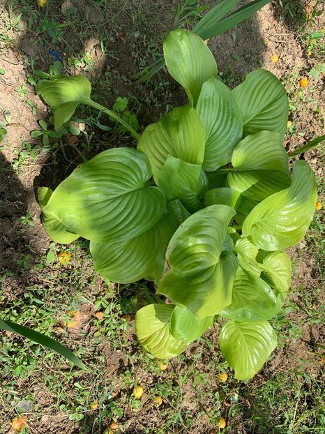 4B76FC6C-B8F2-43B8-B818-46B473717EE2 - FLORILE MELE 2019