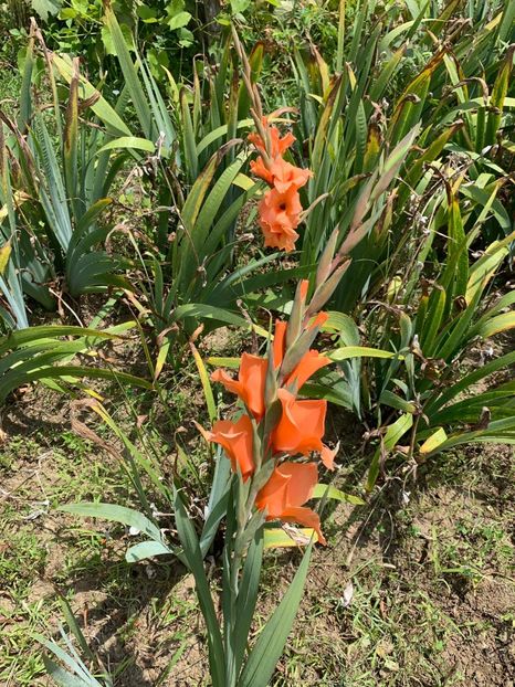 D7EDFA3D-0224-4743-B66B-417091F19B07 - FLORILE MELE 2019