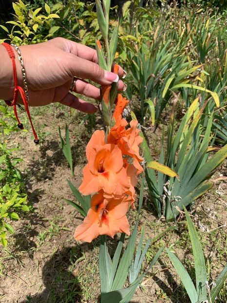 A144890F-70C9-4B5B-985D-255F05576813 - FLORILE MELE 2019