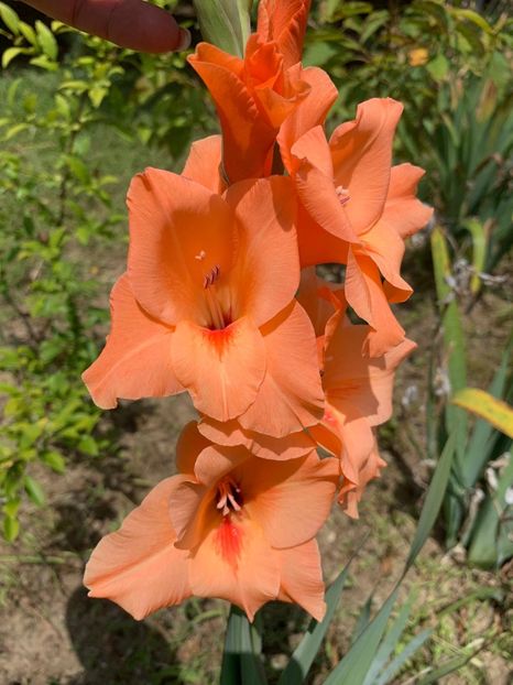 B343103A-26C8-4AFE-85B9-A5C137E9E384 - FLORILE MELE 2019