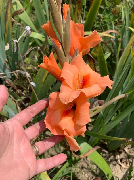 78B8EA10-1F68-4044-AF0C-3D4B0CE86941 - FLORILE MELE 2019