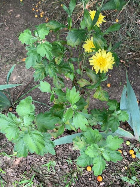 240497E5-7E88-48D0-87DA-91E6C0CA8C5B - FLORILE MELE 2019