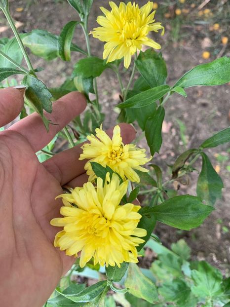 DC75A35B-0E6A-4A3A-B765-4078D2C9FC6D - FLORILE MELE 2019