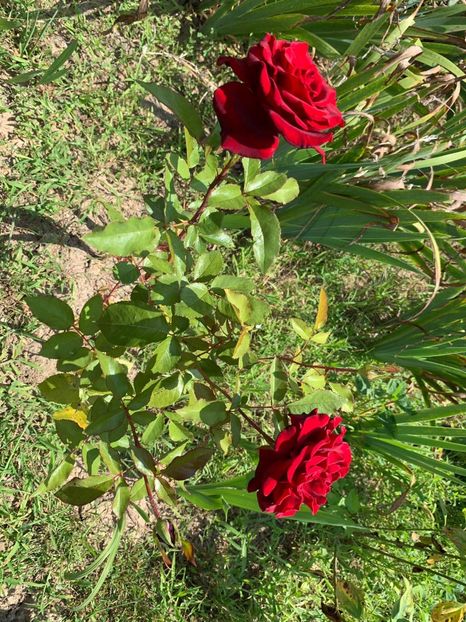 45D6CF1B-79F4-4FA1-BEB0-056E646A5DB8 - FLORILE MELE 2019