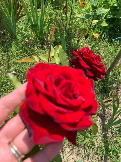 D770E78B-5252-4522-B6FB-A931290EA748 - FLORILE MELE 2019