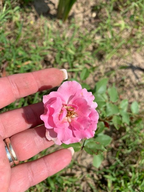 043AC041-4160-417A-B800-3020BA9D4009 - FLORILE MELE 2019