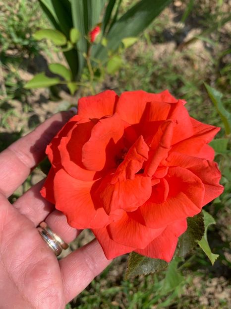 886AB4B3-E610-4886-BD5B-9A116E72B07B - FLORILE MELE 2019