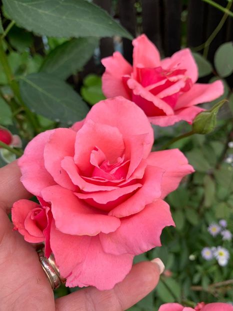 1EA48AC8-3910-463E-AA05-39CCB78F8A3C - FLORILE MELE 2019