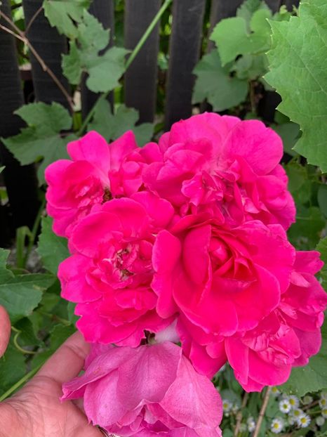 3883A6C3-A650-4868-B091-94DC939A88B2 - FLORILE MELE 2019