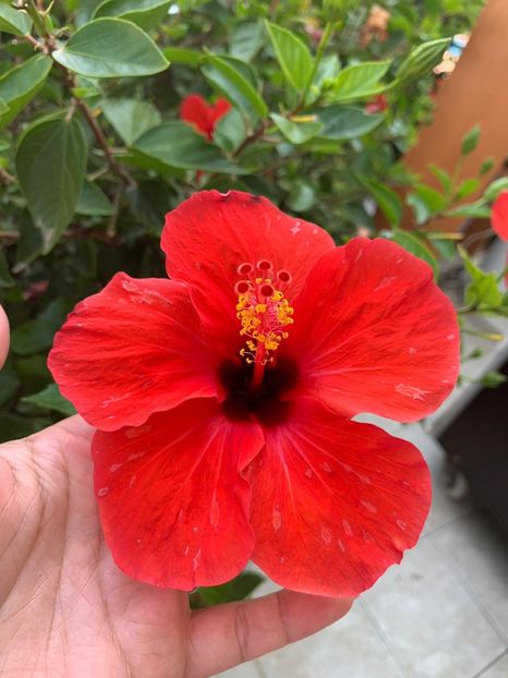 55837B06-BB63-4AC4-B10B-9724F5C0575C - FLORILE MELE 2019