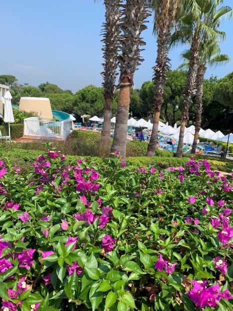 BCB0241E-E6B7-41F1-AA8E-0FBED7F66385 - FLORILE MELE 2019
