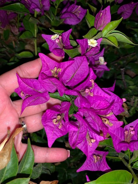 709A88C4-FD20-4B0E-A98D-1436F5D21FEF - FLORILE MELE 2019