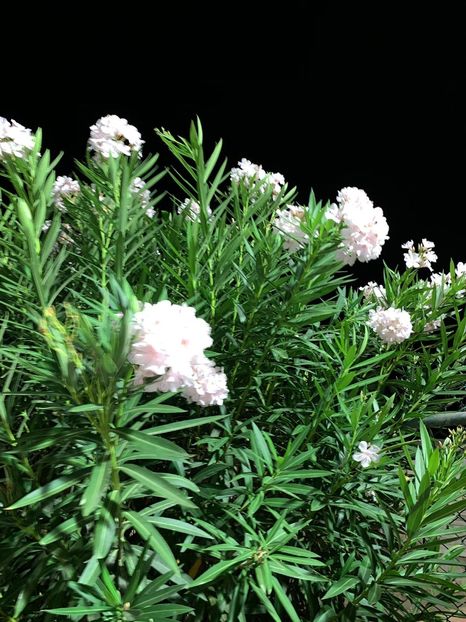 35BA1A9C-3579-46A7-96A2-64F076FFE373 - FLORILE MELE 2019